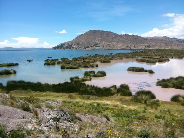 Técnicas de Fitoremediación en Cuerpos de Agua