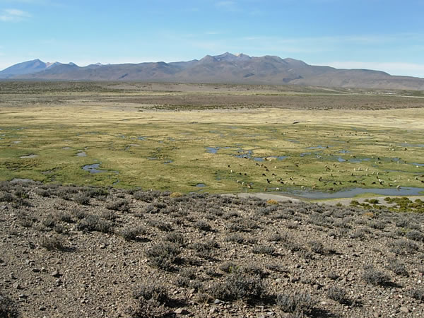 Revitalización de Bofedales en el Municipio de Charaña